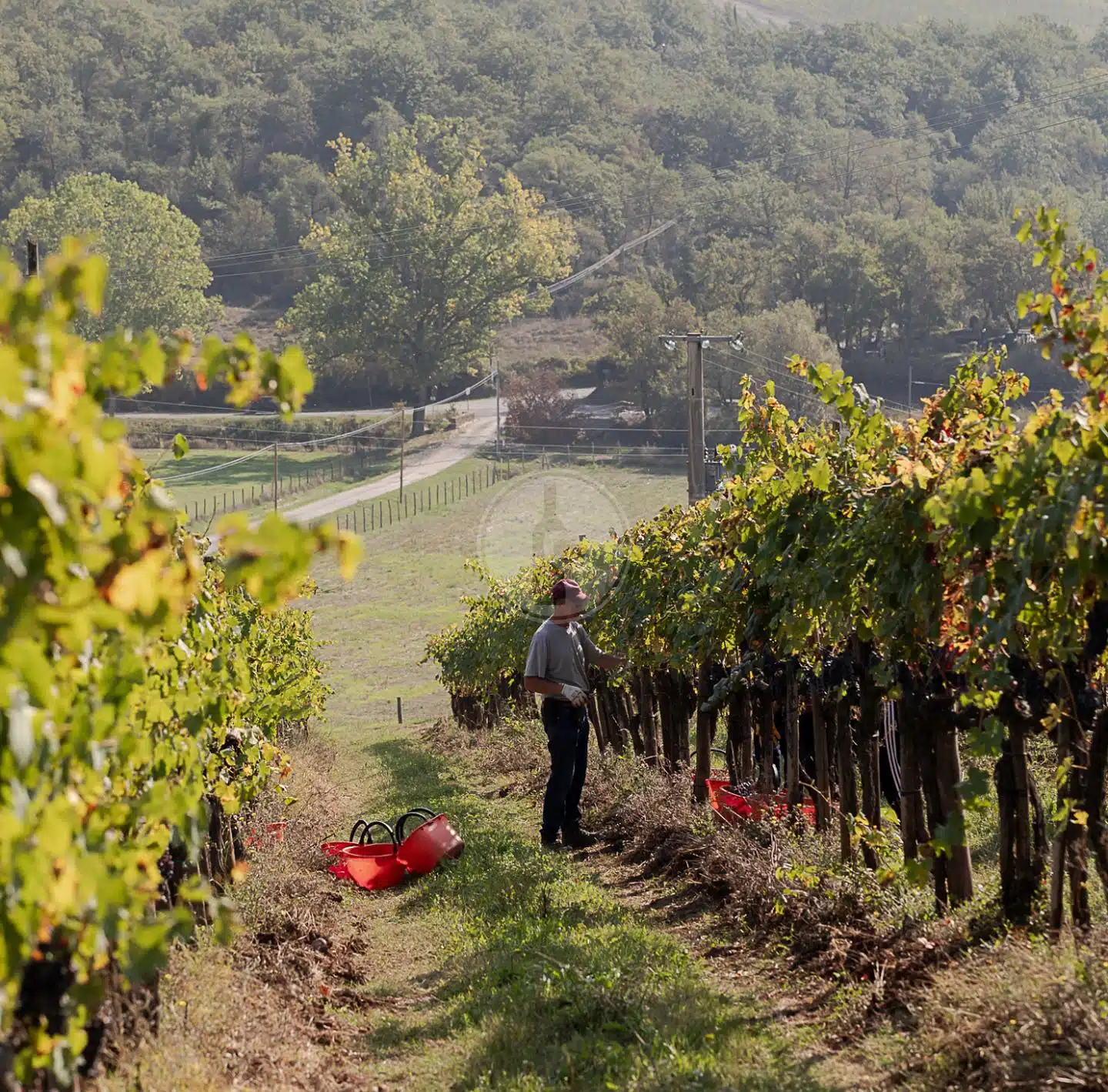 Montevertine - Montevertine_vigneto