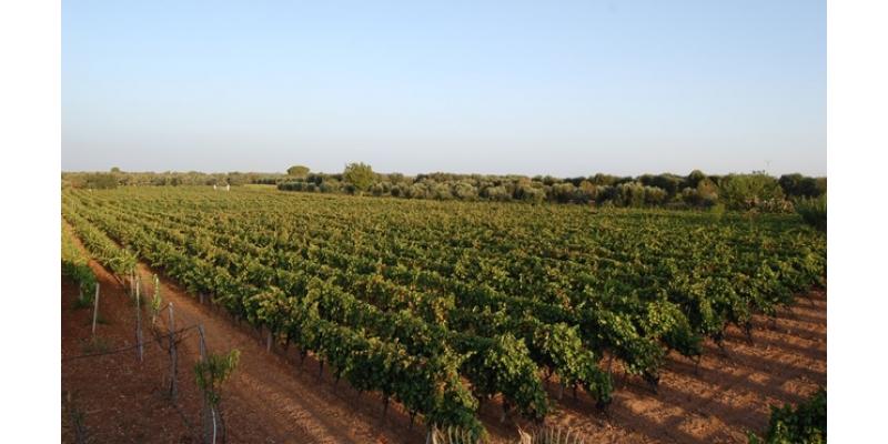 Produttori Vini Manduria - produttori-vini-manduria_gallery_001