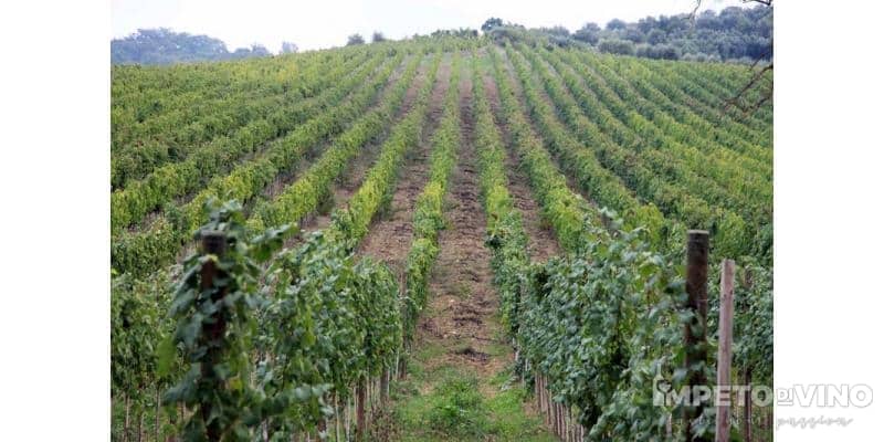 Viticoltori De Conciliis - viticoltori-de-conciliis_gallery_001