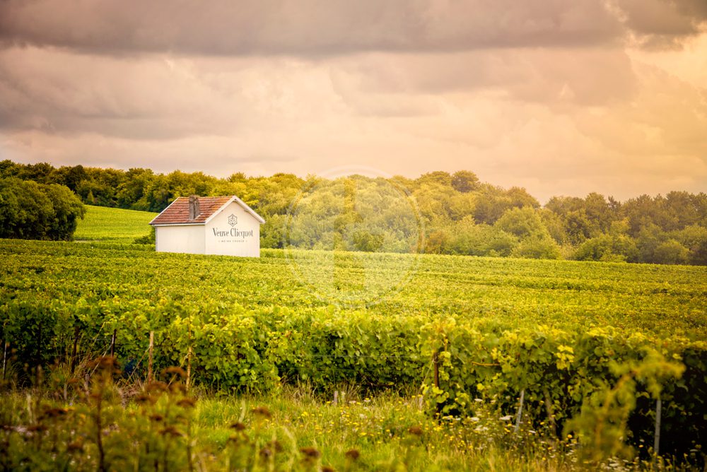 champagnevineyardsfranceaugust92017veuveclicquotponsardinis