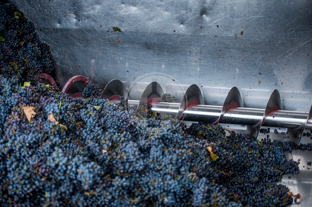 La Diraspatura uva Un Passo Cruciale nella Produzione del Vino