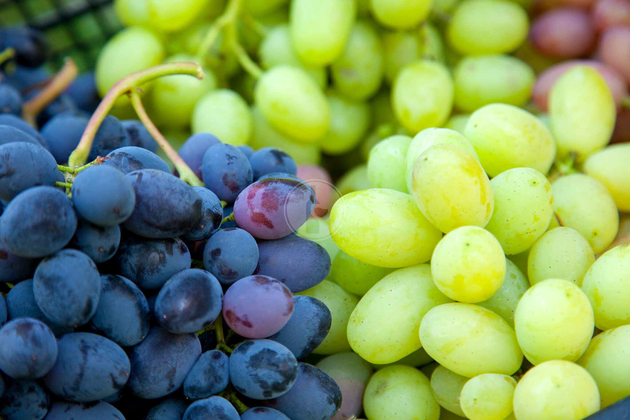 healthyfruitsredwinegrapesbackground darkgrapes bluegrapes wine scaled