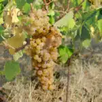 timorasso vitigno