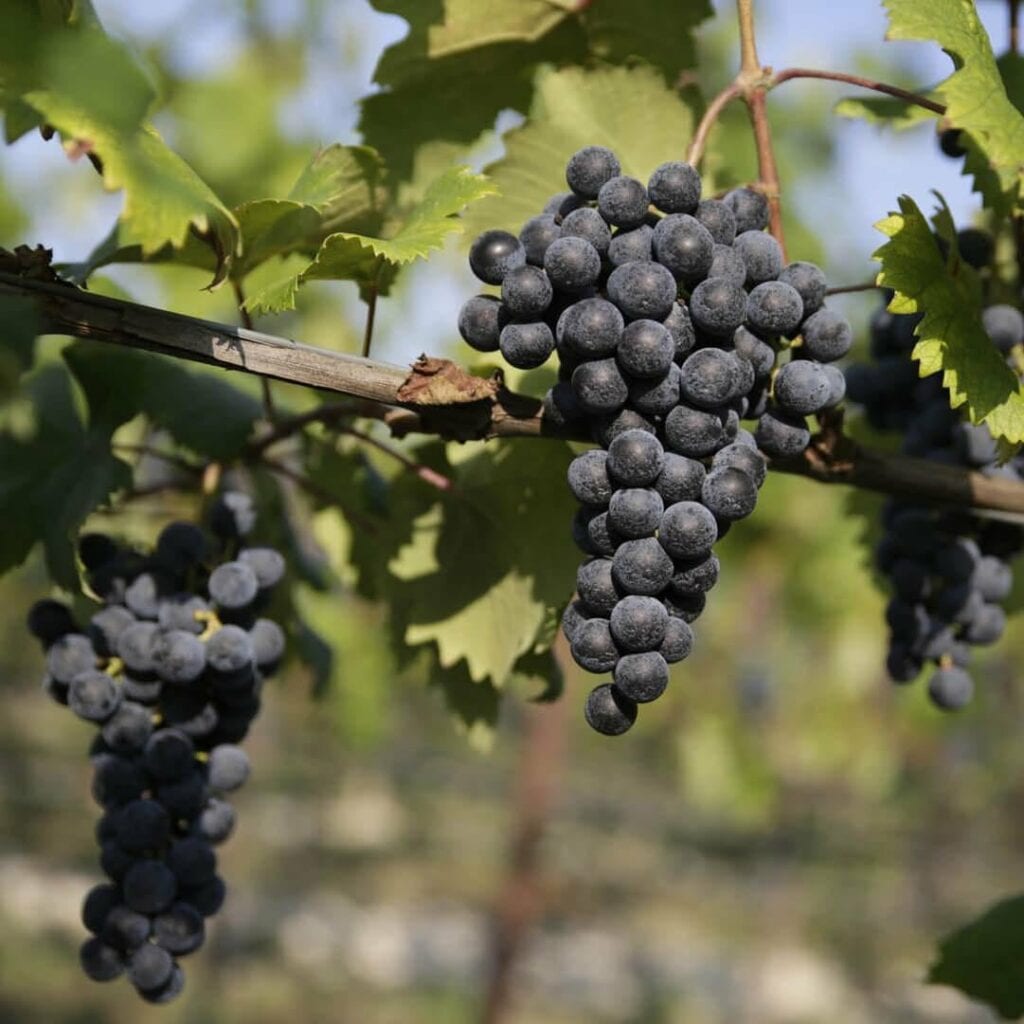 il tannino del vitigno corvina è un tannino morbido