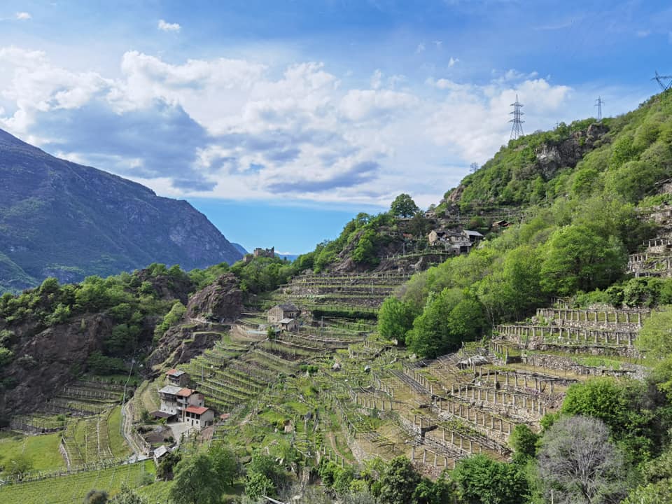 strada del vino della valle d'aosta rappresentata dai vigneti a viticoltura eroica