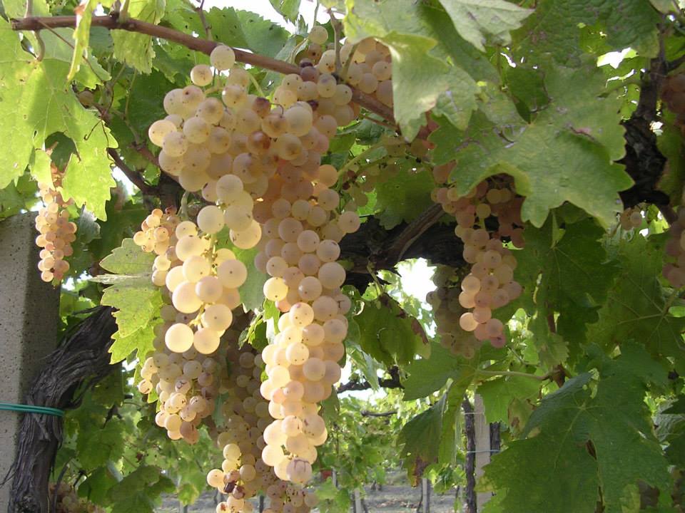 vini italiani rappresentati dal vitigno trebbiano